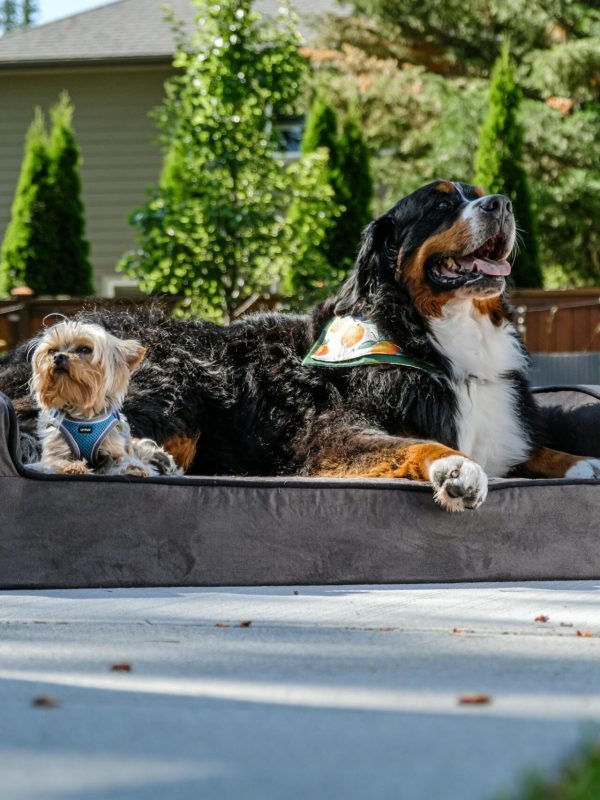 pexels-impact-dog-crates-1789722873-28860729 pexels-impact-dog-crates-1789722873-28860729